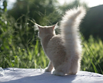 Кошки в Тольятти: чистокровные норвежские лесные котята Мальчик, 15 000 руб. - фото 1