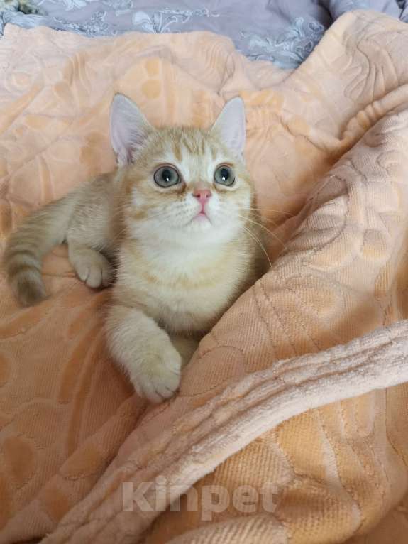 Кошки в Москве: Шотландские чистокровные котята  Девочка, 16 000 руб. - фото 3