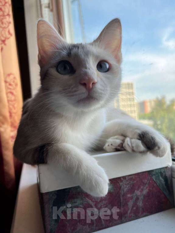 Кошки в Москве: Кошка Соня Девочка, Бесплатно - фото 3