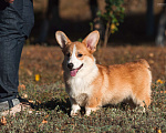 Собаки в Нововоронеже: Щенки вельш-корги пемброк с документами РКФ 5 мес. Мальчик, Бесплатно - фото 5