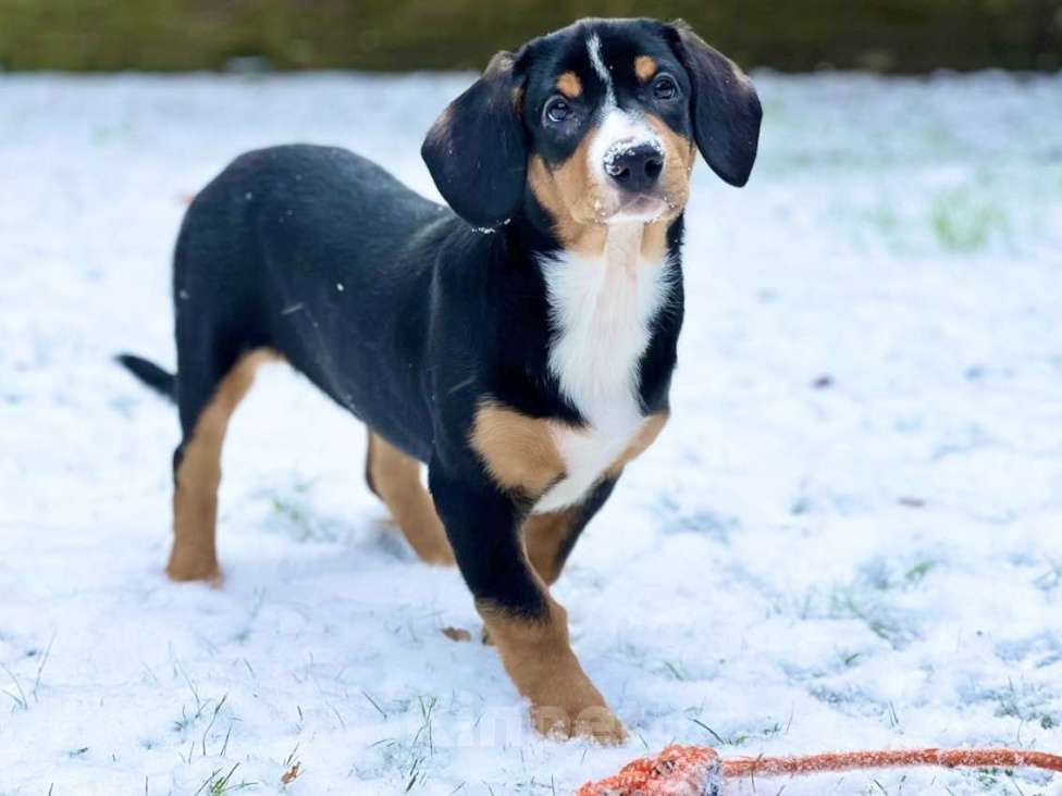 Собаки в Москве: Щенки энтлебухера зенненхунда в Москве  Девочка, Бесплатно - фото 2