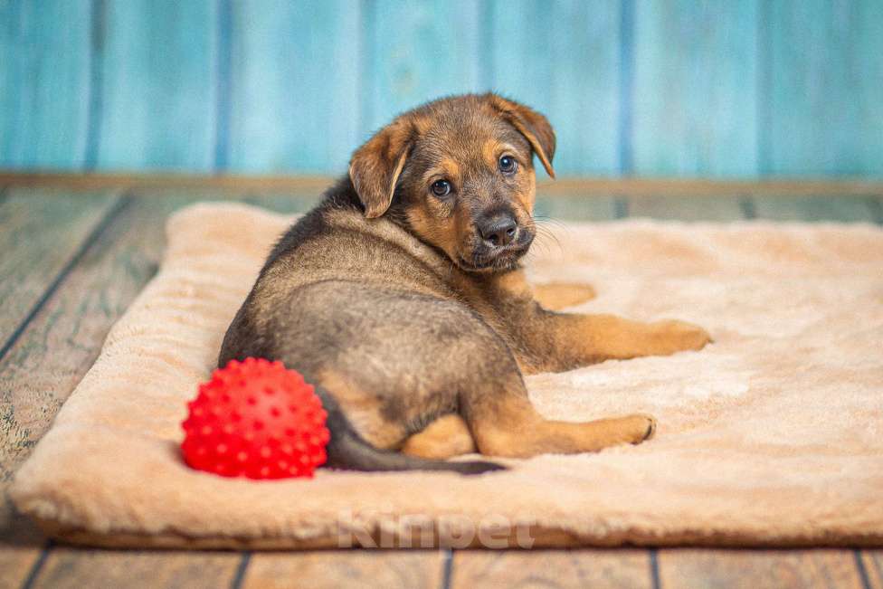 Собаки в Пушкино: Щенок в добрые руки Мальчик, 100 руб. - фото 5