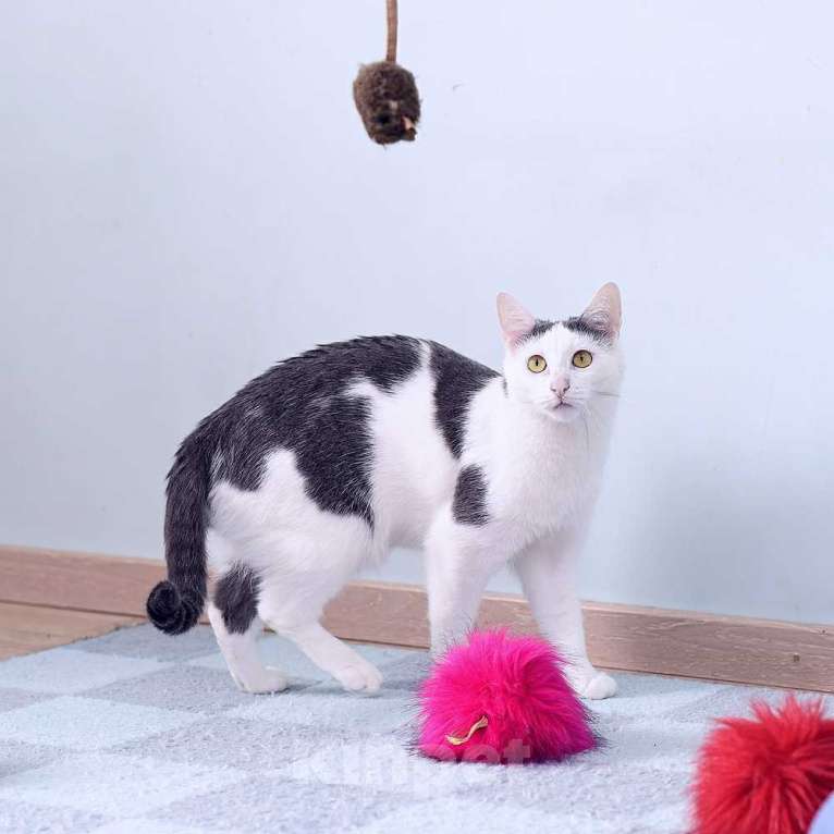 Кошки в Москве: Спокойный и нежный кот Лютик в добрые руки Мальчик, Бесплатно - фото 2