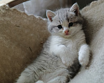Кошки в Прокопьевске: Продам шотландских породистых котят Разнополые, 10 000 руб. - фото 6