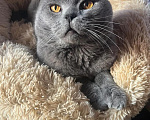 Кошки в Люберцах: Ищет дом котик Маффин Мальчик, Бесплатно - фото 3