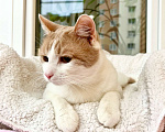 Кошки в Москве: Оскар - рыжий обнимательный котик в добрые руки Мальчик, Бесплатно - фото 2