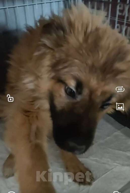 Собаки в Лосином-Петровском: Елизар якутенок из ппбж Мальчик, Бесплатно - фото 6