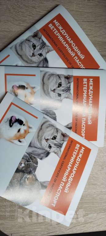 Кошки в Твери: Канадский сфинкс девочка Девочка, 13 000 руб. - фото 6