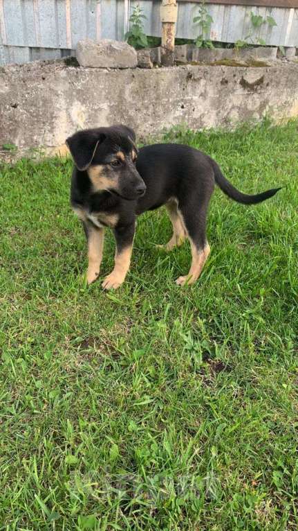 Собаки в Санкт-Петербурге: Ласковые бархатные щеночки Девочка, Бесплатно - фото 2