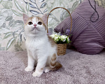 Кошки в Москве: Шотландский короткошерстный котенок Девочка, 45 000 руб. - фото 1
