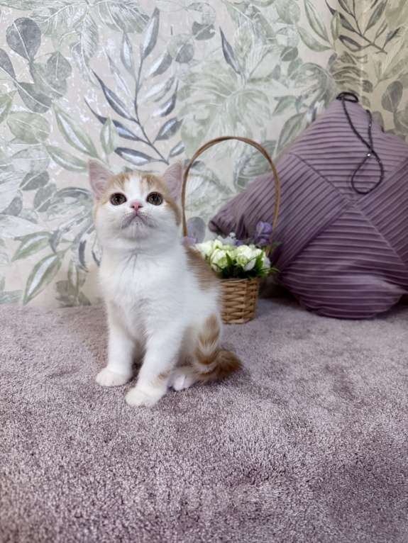 Кошки в Москве: Шотландский короткошерстный котенок Девочка, 45 000 руб. - фото 1
