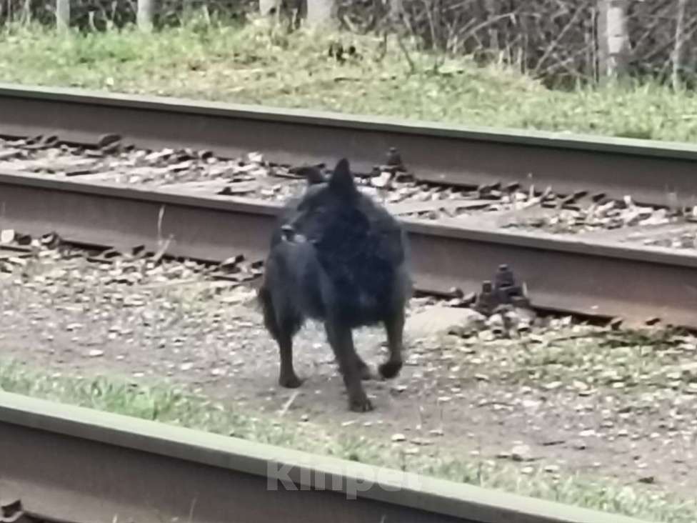 Собаки в Перми: Бегает собака в ошейнике Мальчик, Бесплатно - фото 4