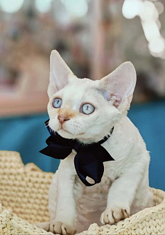 Девон Рекс, девочка