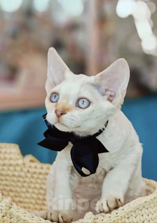 Кошки в Новосибирске: Девон Рекс, мальчик Мальчик, Бесплатно - фото 5