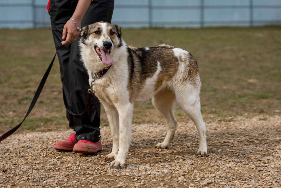 Собаки в Москве: Рокси Девочка, Бесплатно - фото 4