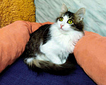 Кошки в Карачеве: Малвин, 200 руб. - фото 5