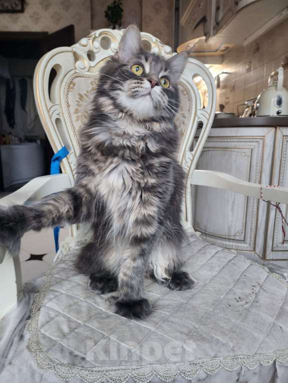 Кошки в Москве: Котёнок мейн кун полидакт Девочка, 70 000 руб. - фото 6