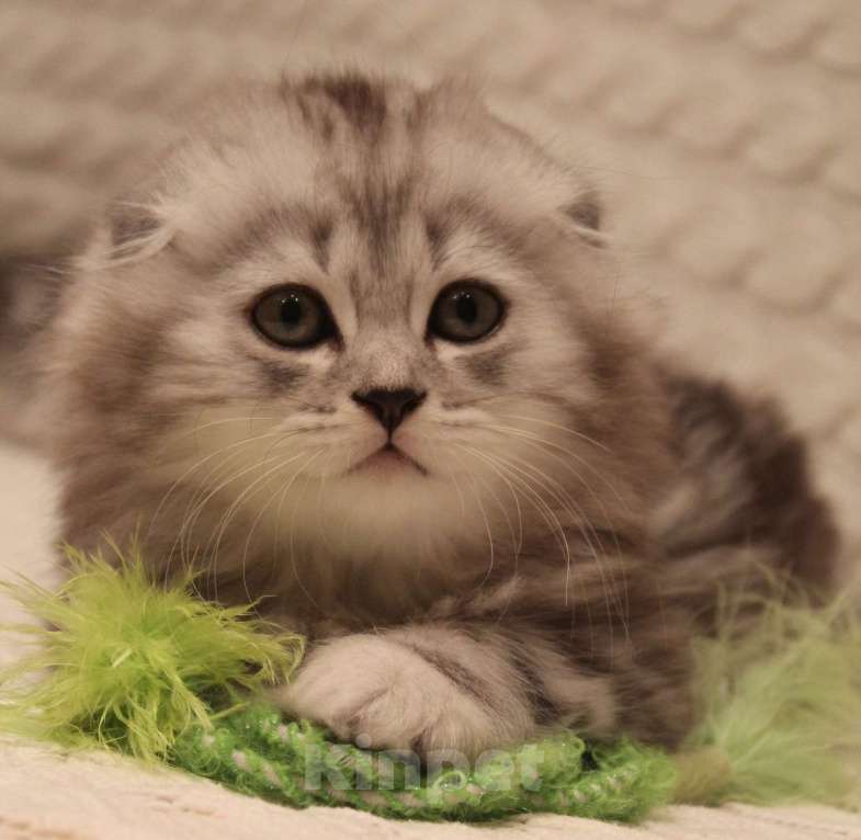 Кошки в Москве: Шотландcкие прямоухие/вислоухие и Британские котята купить в Москве, Питомник кошек SILVER SHARM Мальчик, 30 000 руб. - фото 6