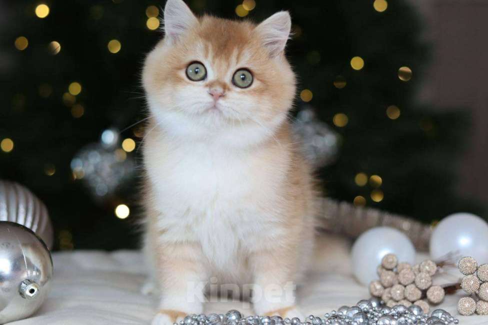 Кошки в Москве: Британский котенок Задор Мальчик, 100 000 руб. - фото 5