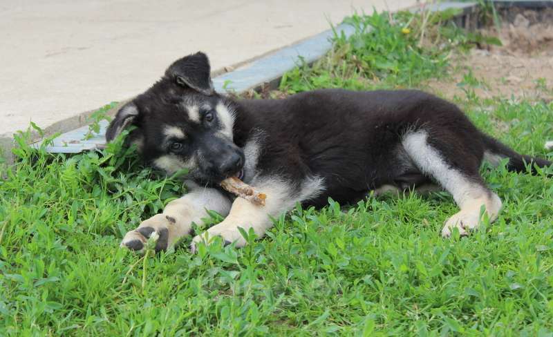 Собаки в Москве: Щенки восточноевропейской овчарки  Девочка, 45 000 руб. - фото 9