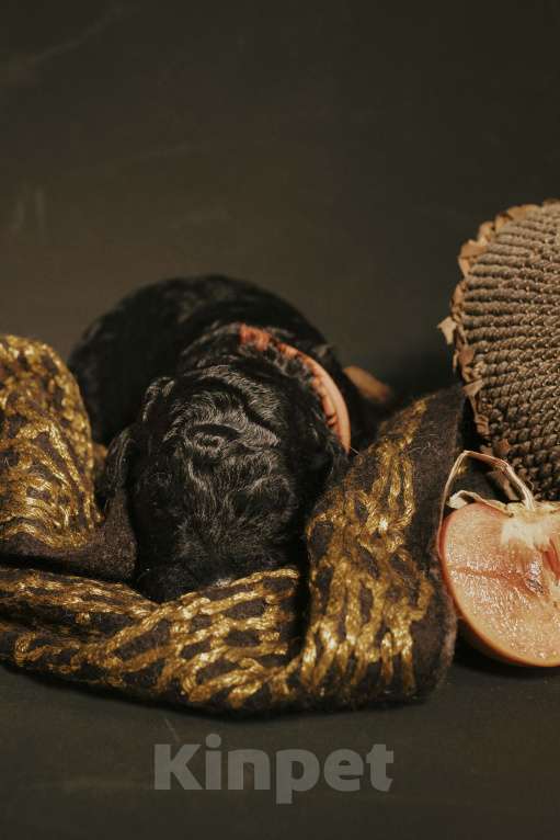 Собаки в Москве: EPIKA THOPH Испанская Водяная собака Девочка, 190 000 руб. - фото 6