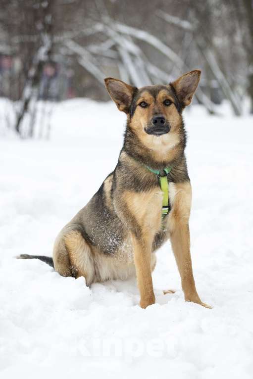 Собаки в Москве: Чуткая и нежная Рокси в поисках дома Девочка, Бесплатно - фото 3