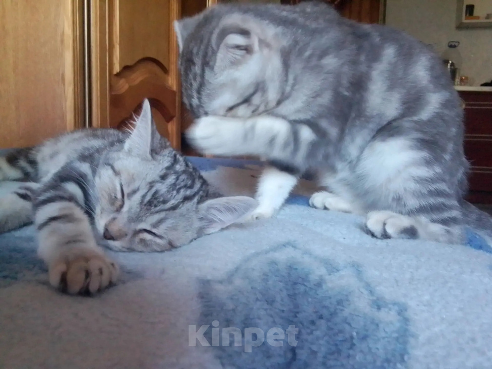 Кошки в Ростове-на-Дону: Шотландец прямоушка котик Мальчик, 10 руб. - фото 2