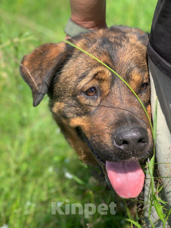 Собаки в Ореховом-Зуево: Альфа в поисках дома Девочка, Бесплатно - фото 10