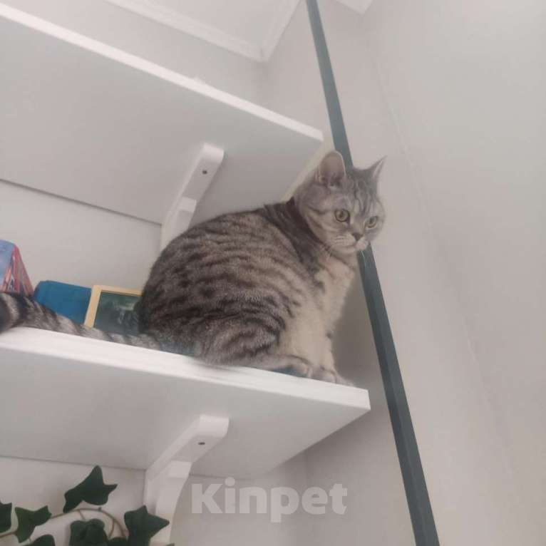 Кошки в Стерлитамаке: Ваш будущий кот Мальчик, Бесплатно - фото 2