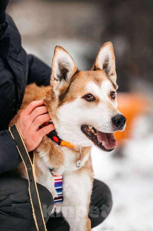 Собаки в Москве: Грациозный Вальс ищет дом Мальчик, Бесплатно - фото 9