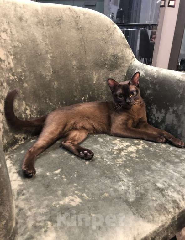 Кошки в Мытищах: Пропала кошка!! Помогите найти!Вознаграждение!! Девочка, 10 000 руб. - фото 2