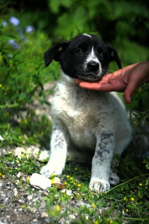 Собаки в Москве: Очаровательные разноцветные малыши-карандаши в дар Мальчик, 1 руб. - фото 5