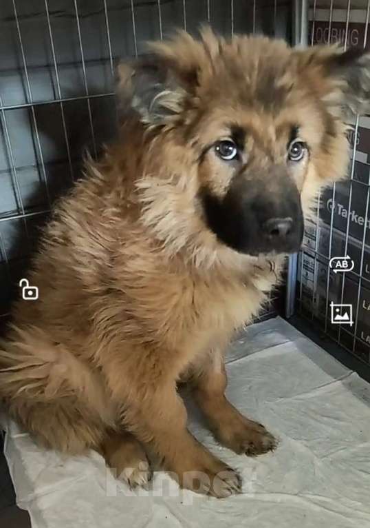 Собаки в Лосином-Петровском: Елизар якутенок из ппбж Мальчик, Бесплатно - фото 3