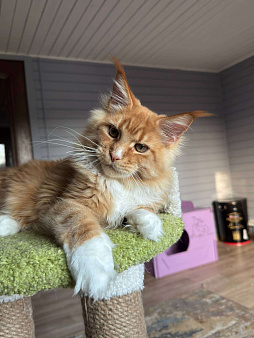 Объявление: Котёнок мейн-кун, 75 000 руб., Москва