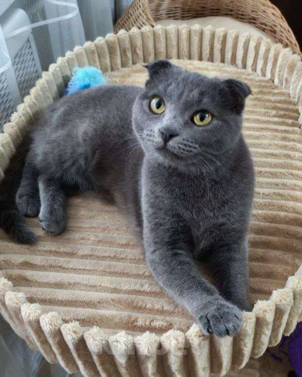 Кошки в Москве: Венера ищет дом Девочка, Бесплатно - фото 3