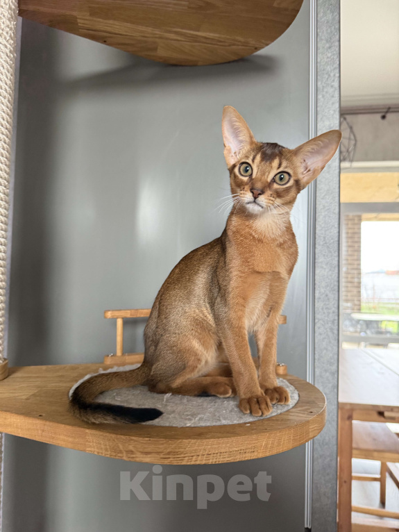 Кошки в Краснодаре: Абиссинский котенок дикого окраса Девочка, 75 000 руб. - фото 2