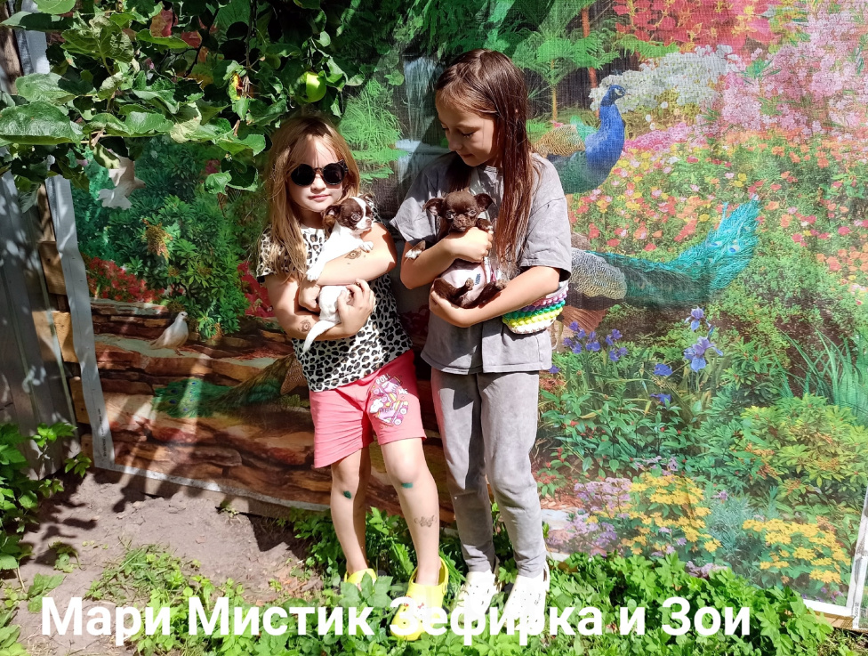 Собаки в Санкт-Петербурге: Носик курносик, головка "яблочком" девочка чихуахуа Девочка, 120 000 руб. - фото 3