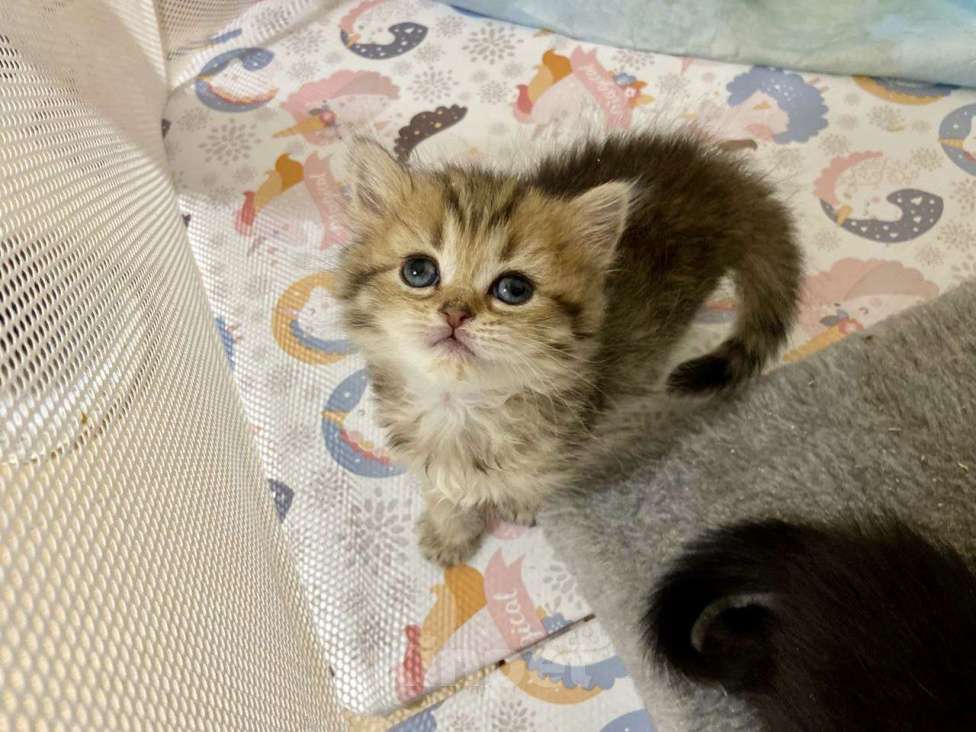 Кошки в Краснодаре: Продаётся шотландская девочка  Девочка, 12 000 руб. - фото 3