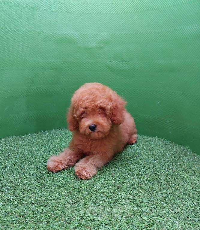 Собаки в других городах Московской области: Шикарный рыжий мальчик Тобби. Мальчик, 100 000 руб. - фото 4