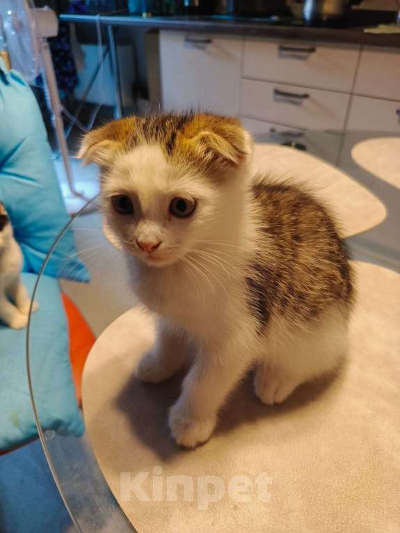 Кошки в Москве: Отдам в добрые руки Мальчик, Бесплатно - фото 4