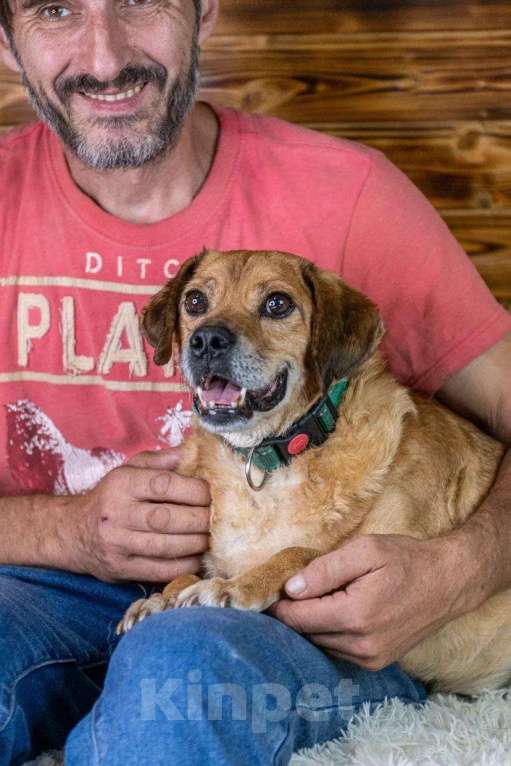 Собаки в Москве: Маленький, старенький… Может и Гомеру найдется дом? Мальчик, 1 руб. - фото 4