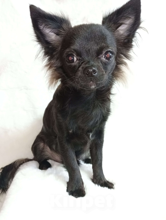 Собаки в Новосибирске: Щенок Чихуахуа Мальчик, 60 000 руб. - фото 1