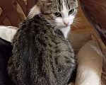Кошки в Санкт-Петербурге: Маленькая принцесса ищет дом !  Девочка, Бесплатно - фото 3