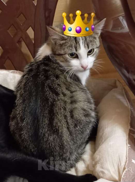 Кошки в Санкт-Петербурге: Маленькая принцесса ищет дом !  Девочка, Бесплатно - фото 3