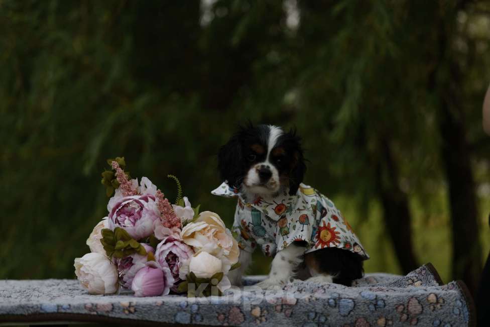 Собаки в Москве: Аксель Авив Роуз Мальчик, 80 000 руб. - фото 3