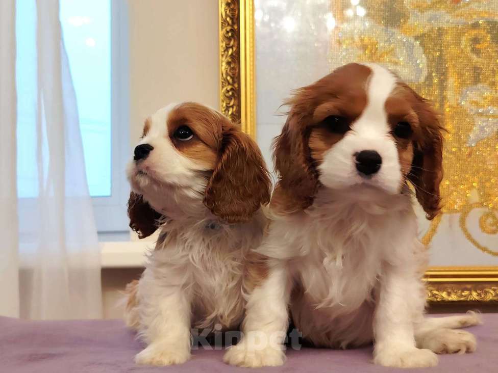 Собаки в Нижнем Новгороде: Самый красивый щенок ждёт маму Мальчик, 70 000 руб. - фото 3