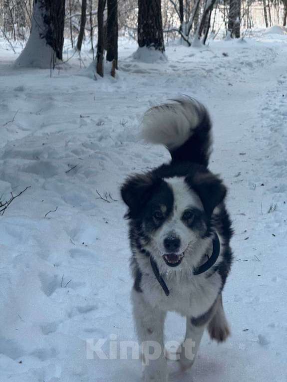 Собаки в Балашихе: Фенотип бордер-колли в добрые руки Девочка, Бесплатно - фото 2