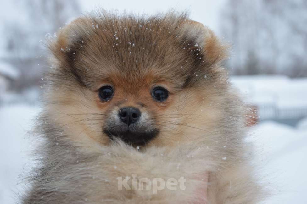 Собаки в Новосибирске: Померанский шпиц девочка Девочка, 70 000 руб. - фото 1
