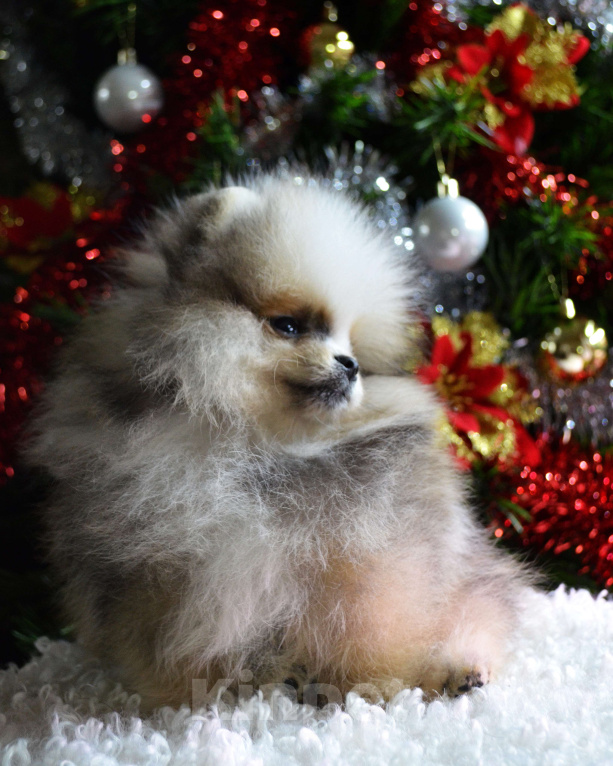 Собаки в Бийске: Щенки померанского щенка Мальчик, 50 000 руб. - фото 5