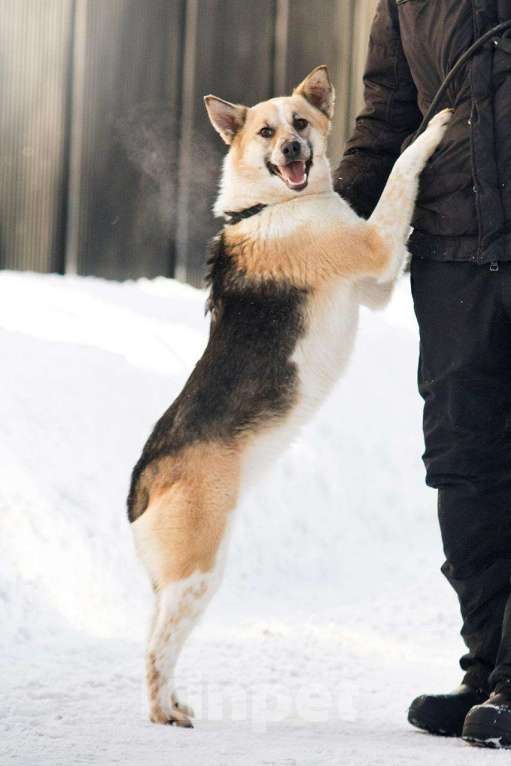 Собаки в Москве: Трехцветная собачка Мара в добрые руки Девочка, 1 руб. - фото 5